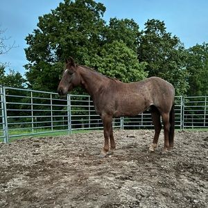 Meet your Posher, Briley